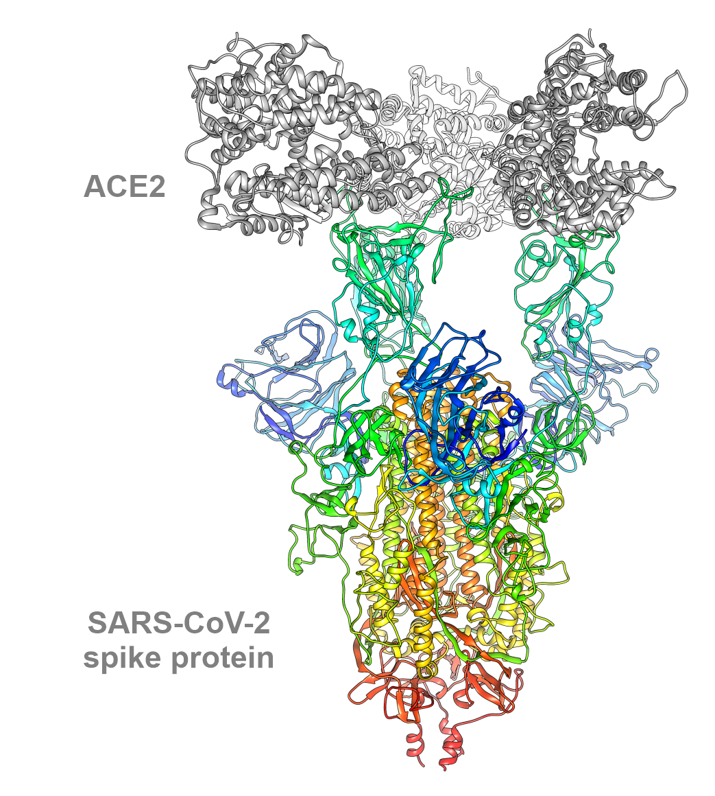 Md Simulations Of Sars Cov Spike Zisc